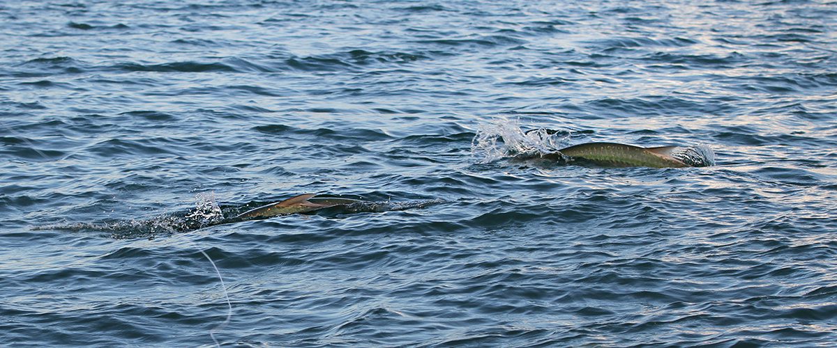 Tarpon fly fishing Charlotte Harbor