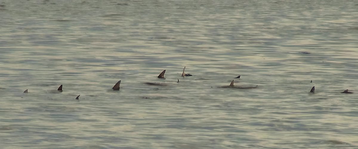 Redfish fly fishing Charlotte Harbor