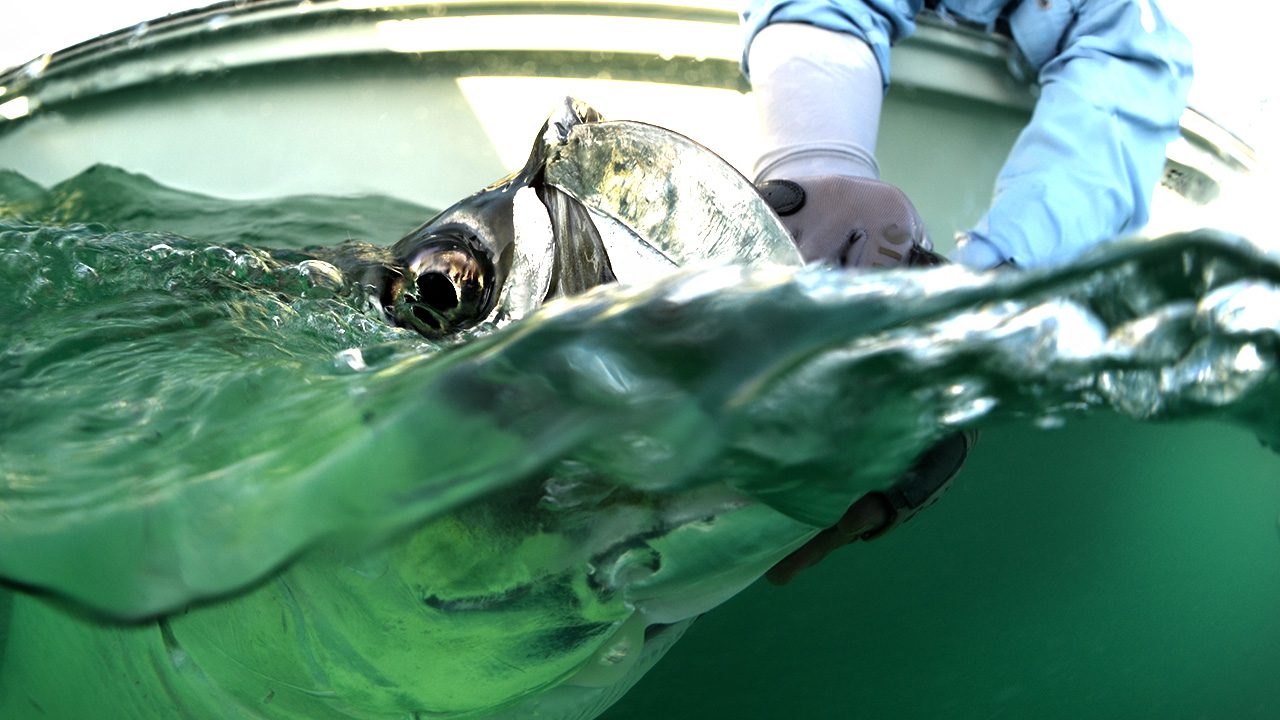 Charlotte Harbor fly fishing guide