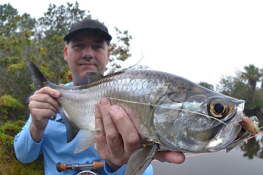 Fly fishing Juvenile Tarpon Steve Hall charlotte harbor