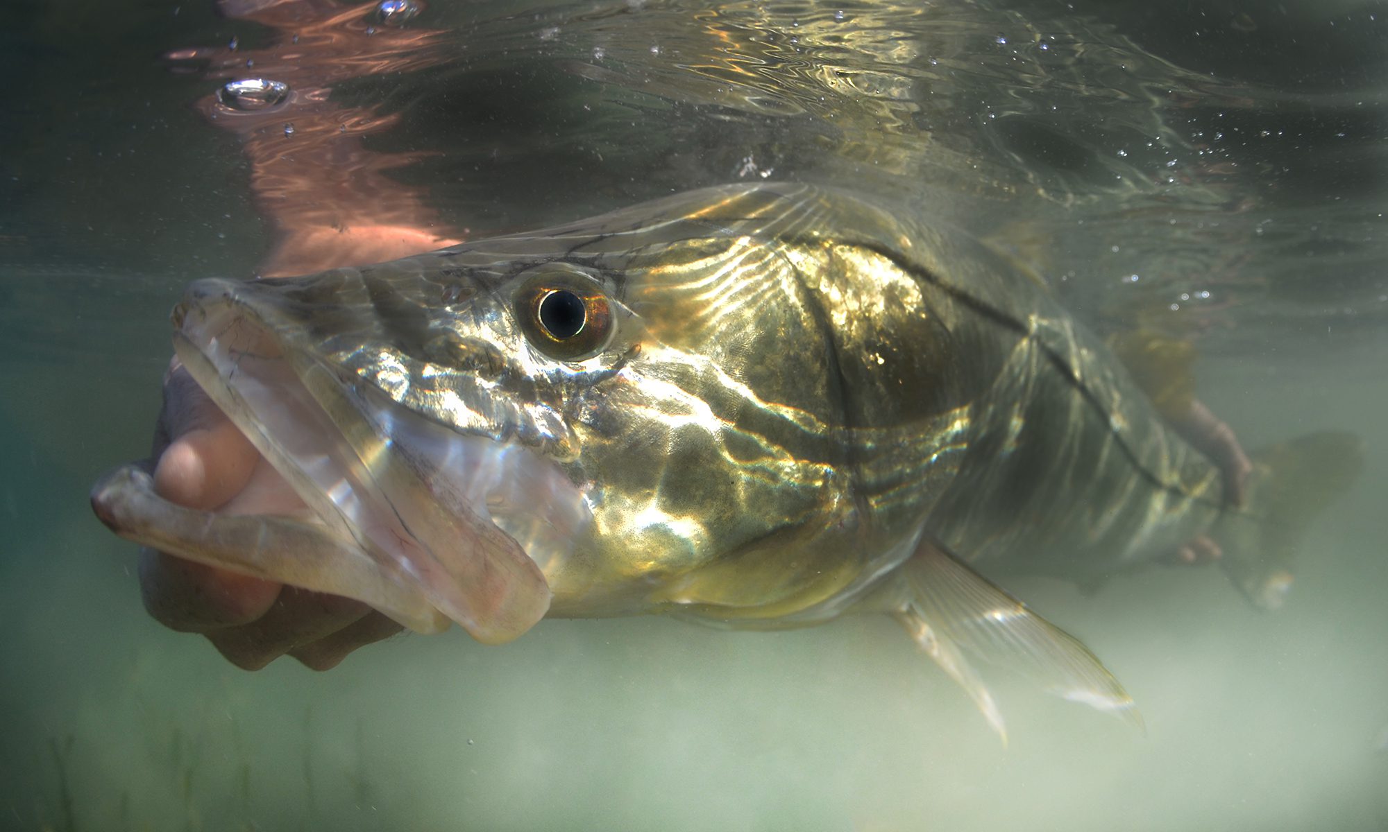 snook charlotte harbor fly fishing steve hall 