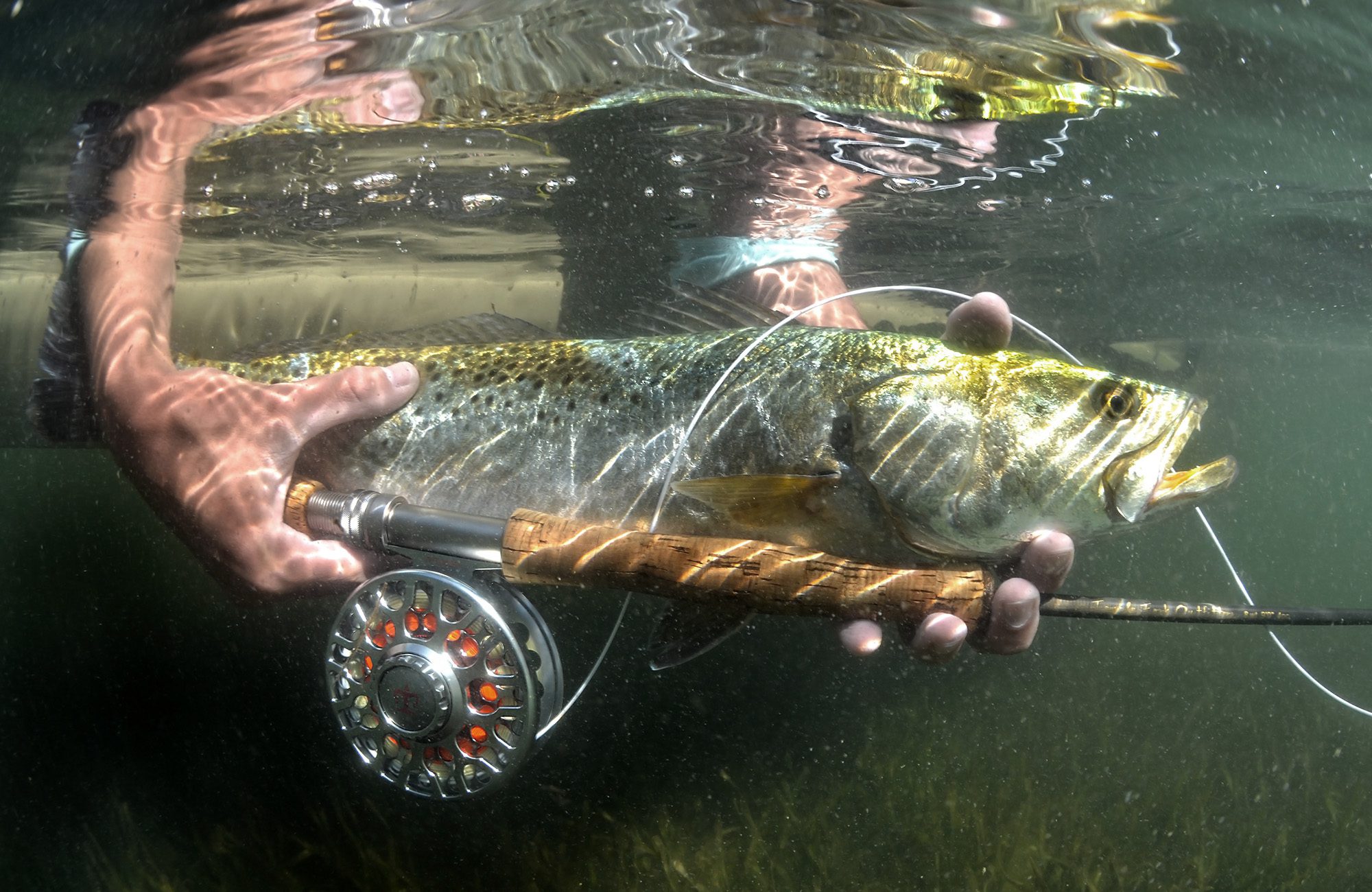 trout charlotte harbor fly fishing image steve hall 